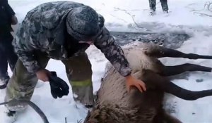Des Russes sauvent un cerf pris dans les glaces !