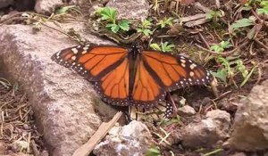 L'incroyable voyage des papillons monarques