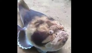 Regardez comment ce poisson va disparaître d'un coup