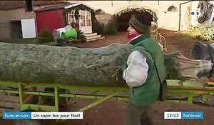 Eure-et-Loir : un sapin bio pour Noël