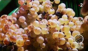 Vin : plongée dans la récolte de raisins gelés