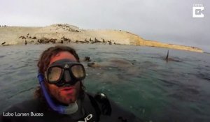 Un lion de mer fait des bisous à un plongeur