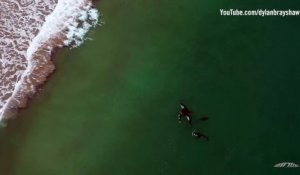 Des images magnifiques: des orques en harmonie avec une nageuse néo-zélandaise