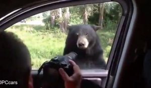 Un ours vient ouvrir la portière d'une voiture de touristes pendant un safari