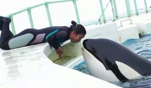 Une dresseuse d'orque et son animal filmés au plus près... Magique