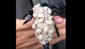 Ce scorpion porte ses bébés sur son dos