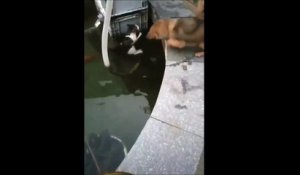 Un chien  se sacrifie pour sauver un chat en train de se noyer