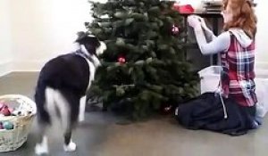 Un chien décore un sapin de Noël