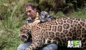 Avoir un énorme jaguar comme animal de compagnie...