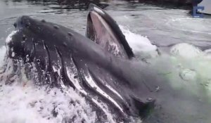 Quand une énorme baleine fait surface dans un port pour se nourrir