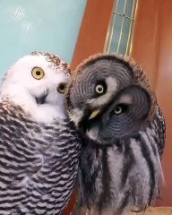 Un Hibou Et Une Chouette Font De Drole De Tete Sur Orange Videos