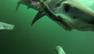 Il filment un requin mako en pleine chasse... terrifiant