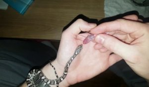 Il nourrit son petit serpent dans sa main