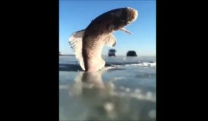 Ce poisson a gelé instantanément en sautant hors de l'eau