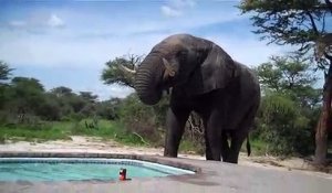Cet éléphant vient se désaltérer dans une piscine en pleine pool party