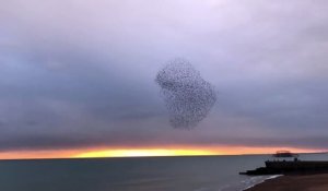 Impressionante nuée d'oiseaux dans le ciel