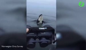 Un orque vraiment pas timide vient voir des touristes