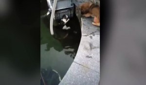 Un chien sauve un petit chat de la noyade
