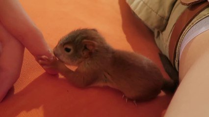 Il Recueille Un Bebe Ecureuil Et L Eleve Magnifique Sur Orange Videos