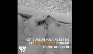 Il a ouvert ses yeux pour la première fois  Le petit ours polaire du zoo de Berlin se très porte bien