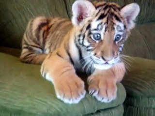 Ce Bebe Tigre Adorable Joue Avec Un Chien Sur Orange Videos