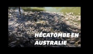 Un million de poissons d'eau douce retrouvés morts en Australie