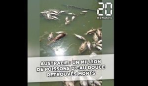 Près d'un million de poissons d'eau douce retrouvés morts en Australie