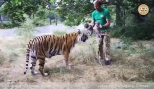 Ce russe présente ses 2 petits à une maman tigre