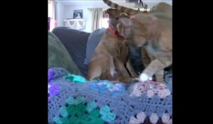 Ce Chien Pète Dune Manière Si Dégoûtante Que Le Chat De La