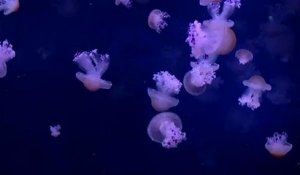 Un fascinant ballet de méduses en plein cœur de Paris