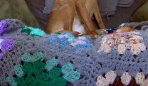 Le Long Pet Du Chien Va Faire Vomir Le Chat Sur Orange Vidéos