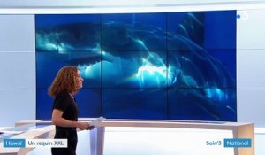Hawaï : un requin blanc XXL identifié