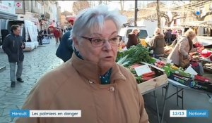 Hérault : les palmiers menacés de disparition