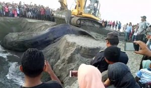 Ils enterrent le corps d'une baleine échouée sur la plage