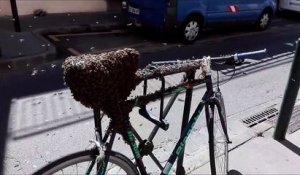 Il retrouve son vélo couvert de milliers d'abeilles