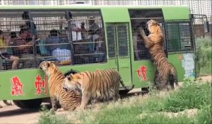 Ce parc animalier est incroyable : entouré par les tigres de Sibérie