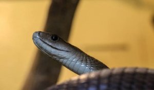 Le serpent le plus rapide et le plus dangereux du monde : le mamba noir