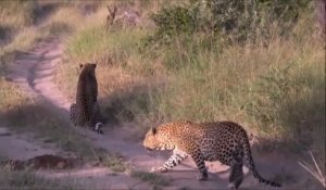 Ce léopard en train de chasser ne sait pas qu'il est aussi la proie d'un autre léopard