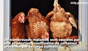 Des poules génétiquement modifiées pondent des oeufs-médicaments