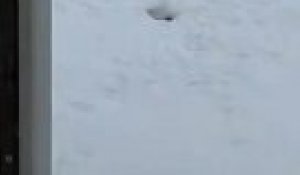 Cet écureuil sort sa tête d'un trou dans la neige !