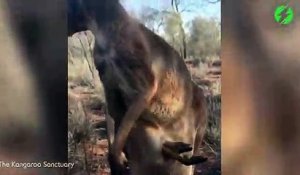 Ce bébé kangourou est bien trop vieux pour rentrer dans la poche de maman...
