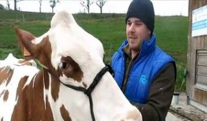 Nord-Isère : Romain Verdel ira au Salon de l’Agriculture avec sa vache Mandy Red
