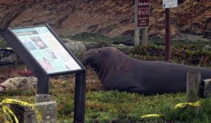 Les éléphants de mer de Californie profitent du shutdown