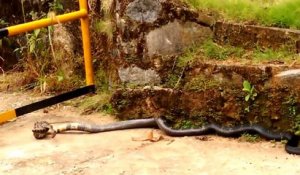 Terrible combat entre un python et un cobra royal