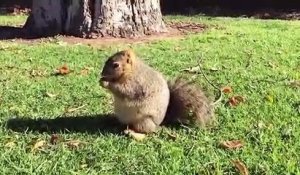 Un écureuil obèse bien trop gourmand