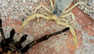 Une tarentule face à un scorpion : combat de titans
