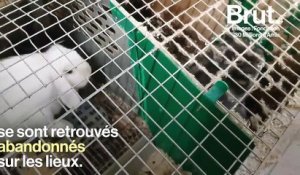 Plus de 5700 lapins, hamsters et autres animaux de compagnie laissés à l'abandon dans un élevage français