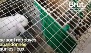 Opération de sauvetage de 5 700 animaux de compagnie dans un élevage français