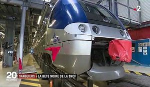 Sangliers : la bête noire de la SNCF
