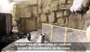 Naissance de deux manchots Adélie dans un zoo mexicain